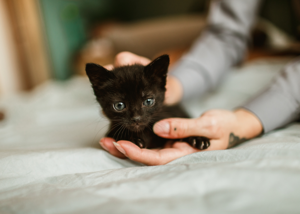 black kitten in human's hand