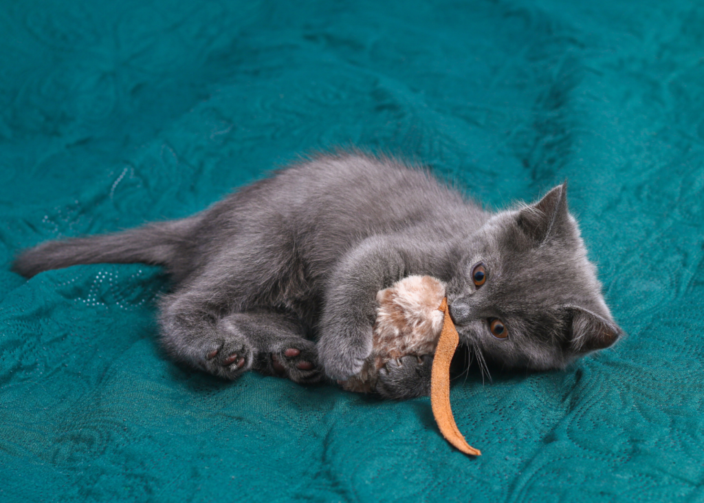 gray kitten playing