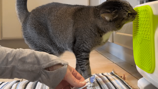 cat using lickiimat