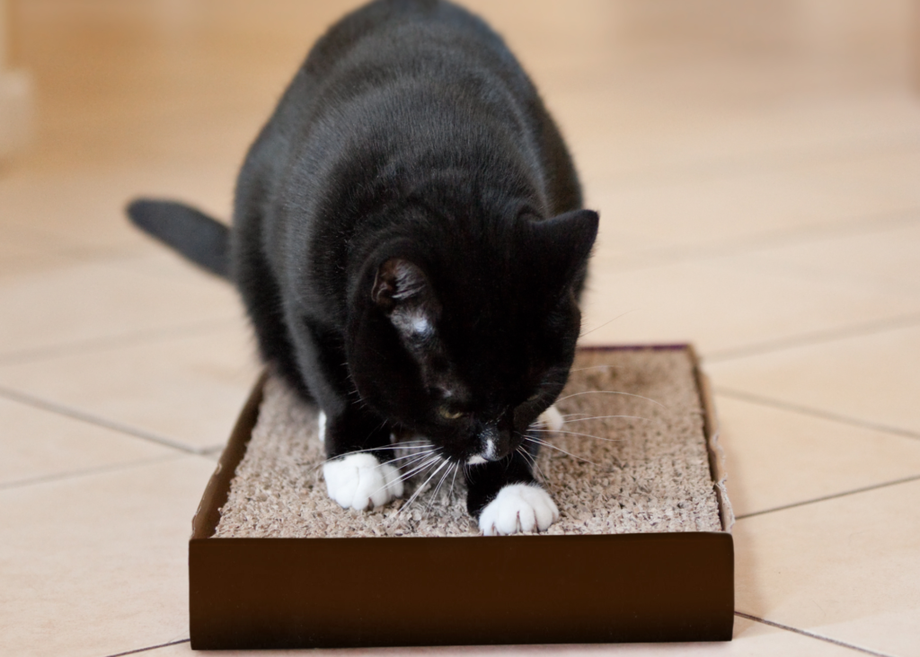 black and white cat scratching on horizontal cardboard scratcher