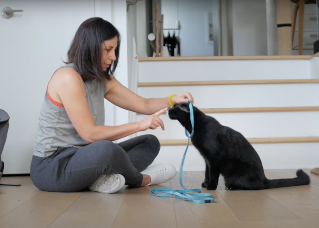 cat collar training step 1 - woman training cat to put head through a leash loop