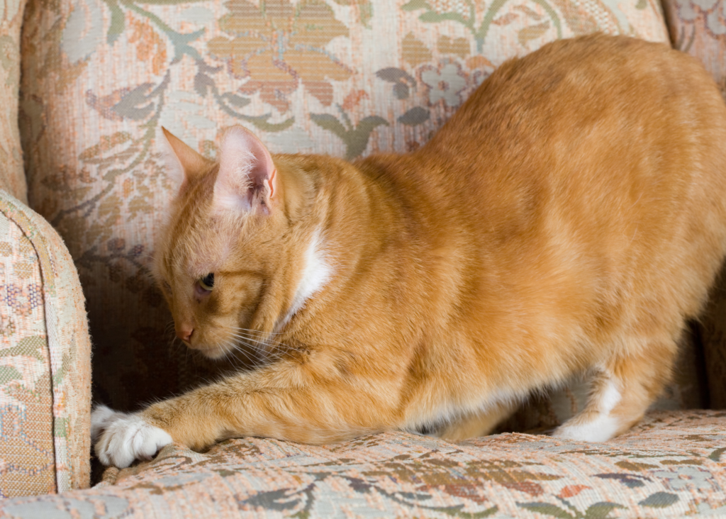 cat scratching furniture - unwanted cat behavior
