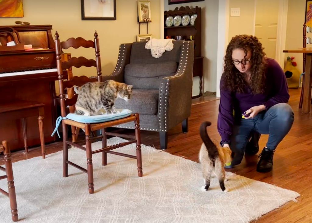 cat sitting in chair while other cat trains with woman