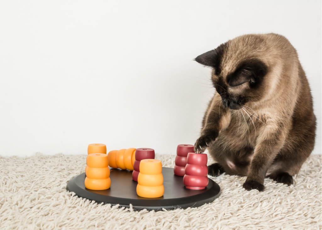 siamese looking cat playing with a food puzzle, a form of enrichment for cats
