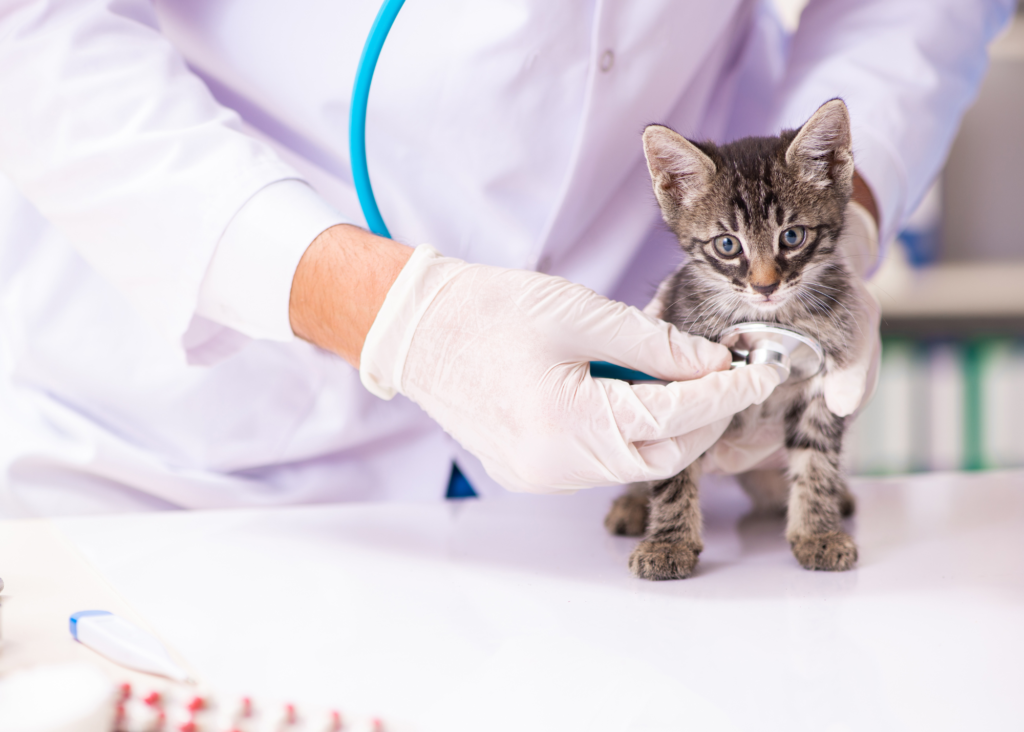 kitten getting heart checked at the vet