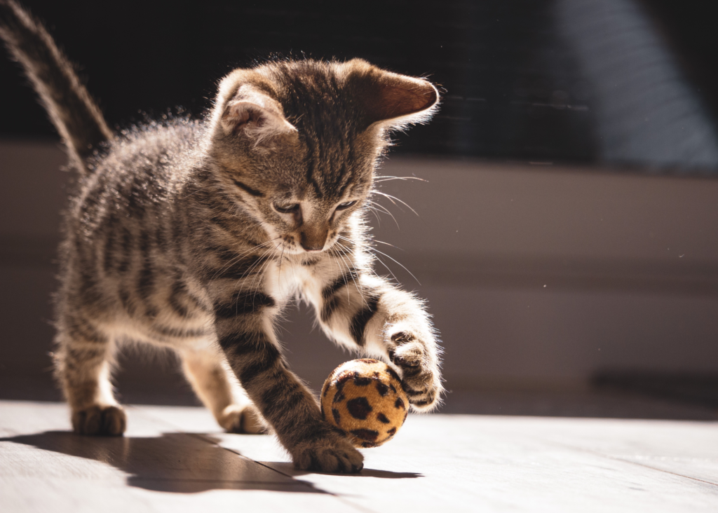 kitten playing with small ball