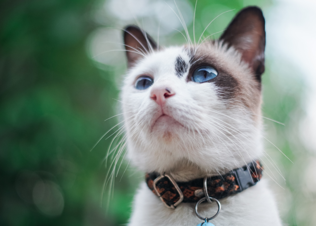 tan and white cat wearing a collar outdoors - cat collar training