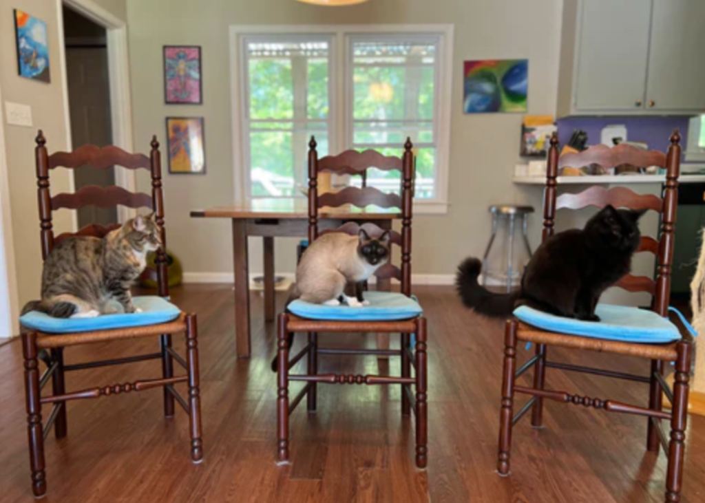 three cats on chairs training together