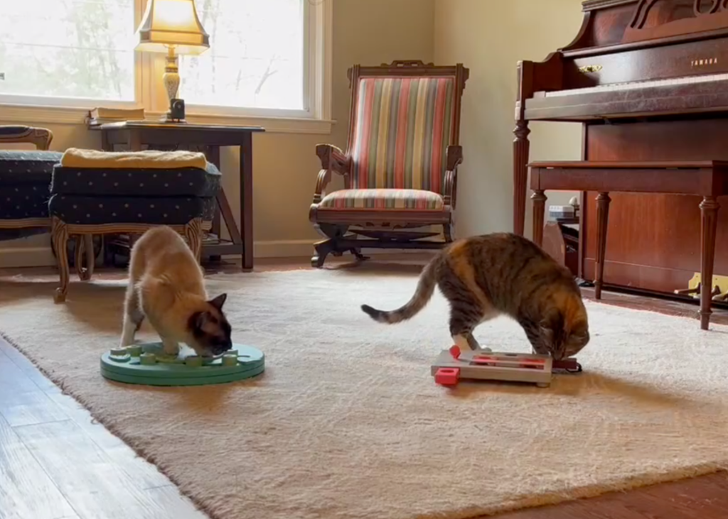 two cats working on separate food puzzles